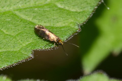 Micropterix tunbergella