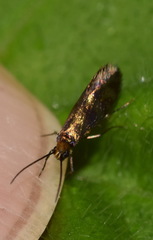 Micropterix tunbergella