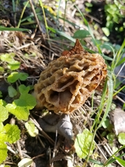 Morchella esculenta