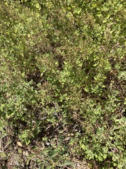 Chenopodium oahuense