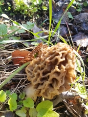 Morchella esculenta