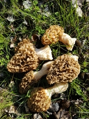 Morchella esculenta