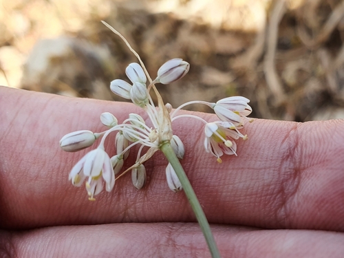 Allium antiatlanticum (Allium antiatlanticum)