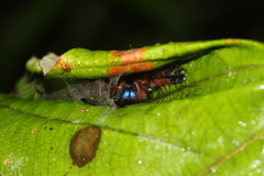 Ephebopus cyanognathus