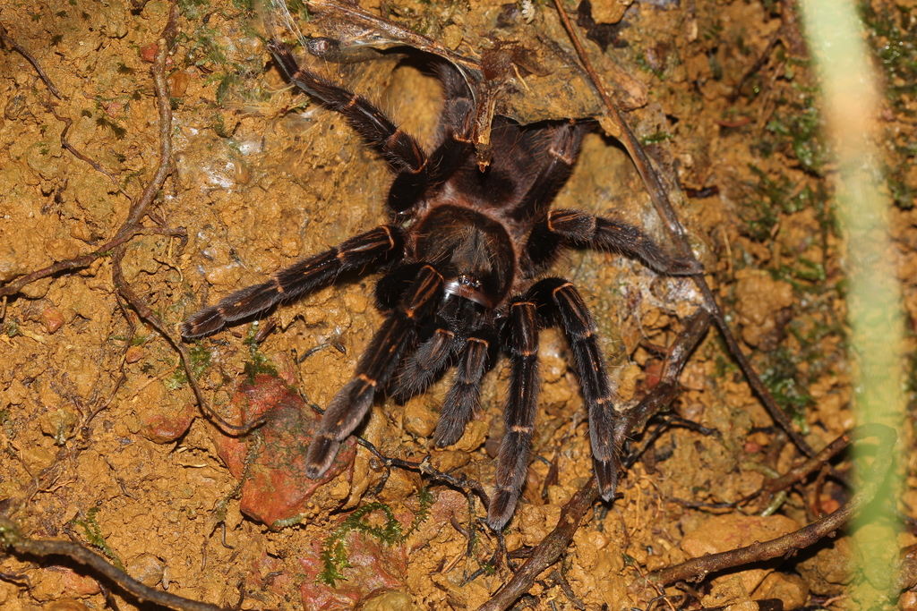 Red Skeleton Tarantula