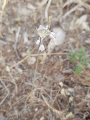 Allium antiatlanticum image