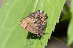 Callophrys lanoraieensis