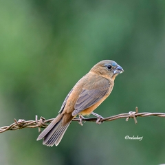 Cyanoloxia glaucocaerulea