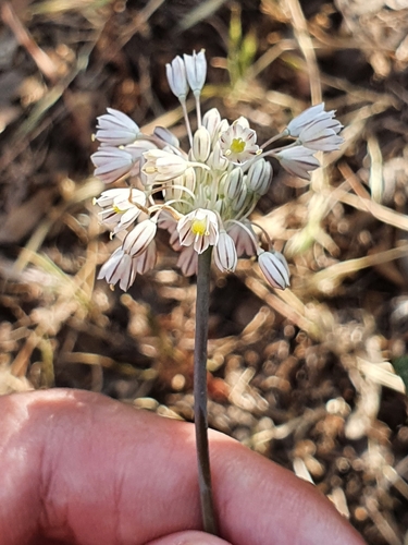 Allium antiatlanticum (Allium antiatlanticum)