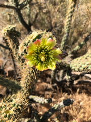 Cylindropuntia