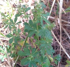 Alchemilla procumbens