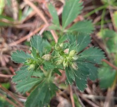 Alchemilla procumbens
