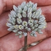Allium polyanthum - Photo (c) Mehdi Chetibi,  זכויות יוצרים חלקיות (CC BY), הועלה על ידי Mehdi Chetibi