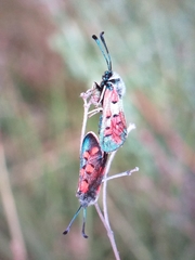 Zygaena rhadamanthus