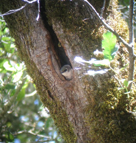 Tachycineta thalassina