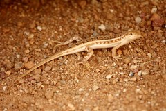 Trachylepis acutilabris