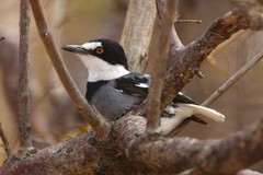 Lanioturdus torquatus