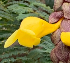 Gmelina philippensis