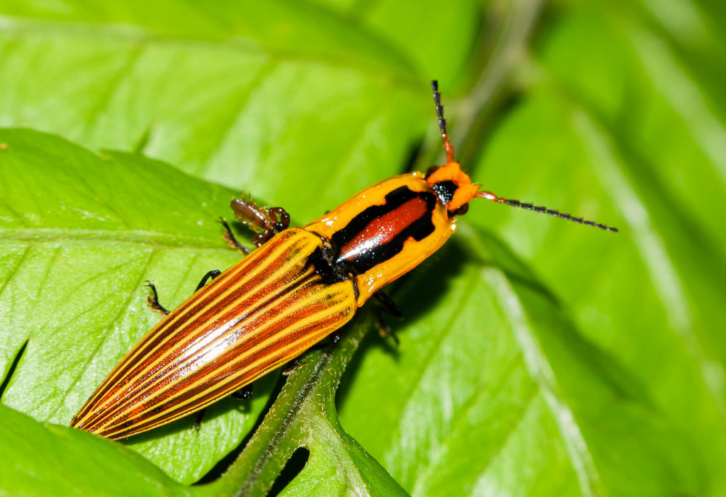 Semiotus illigeri