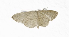 Scopula serena