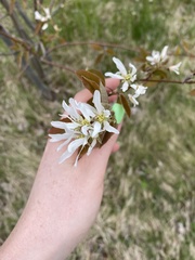 Amelanchier stolonifera