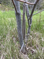 Amelanchier stolonifera