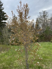 Amelanchier stolonifera