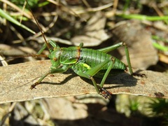 Bradyporinae