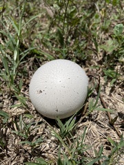 Calvatia fragilis