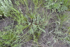 Goniolimon tataricum