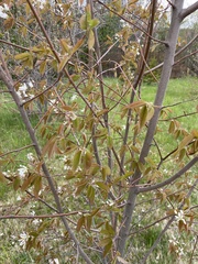 Amelanchier stolonifera