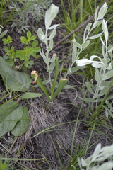 Colchicum bulbocodium versicolor