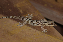 Turnip-Tailed Gecko photo 4