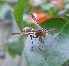 Polistes africanus