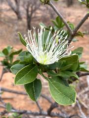 Thilachium africanum