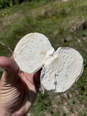 Calvatia fragilis