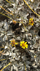 Encelia farinosa