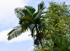 Prestoea