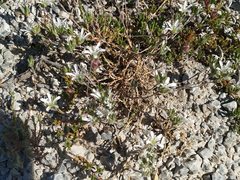 Arenaria armerina