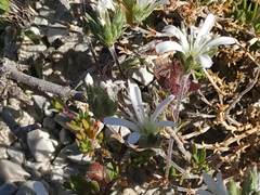 Arenaria armerina