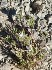 Arenaria armerina