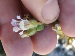 Chaenorhinum villosum