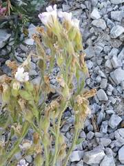 Chaenorhinum villosum
