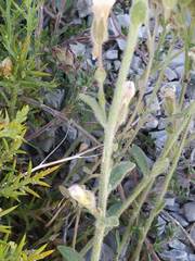 Chaenorhinum villosum