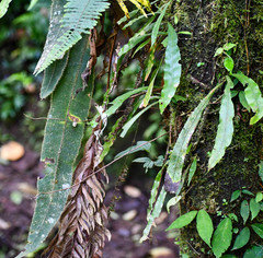 Elaphoglossum sprucei