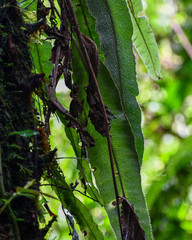 Elaphoglossum sprucei