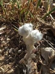 Bombycilaena discolor