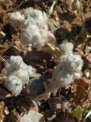 Bombycilaena discolor