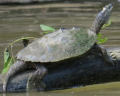 Graptemys ouachitensis
