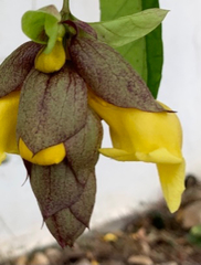 Gmelina philippensis